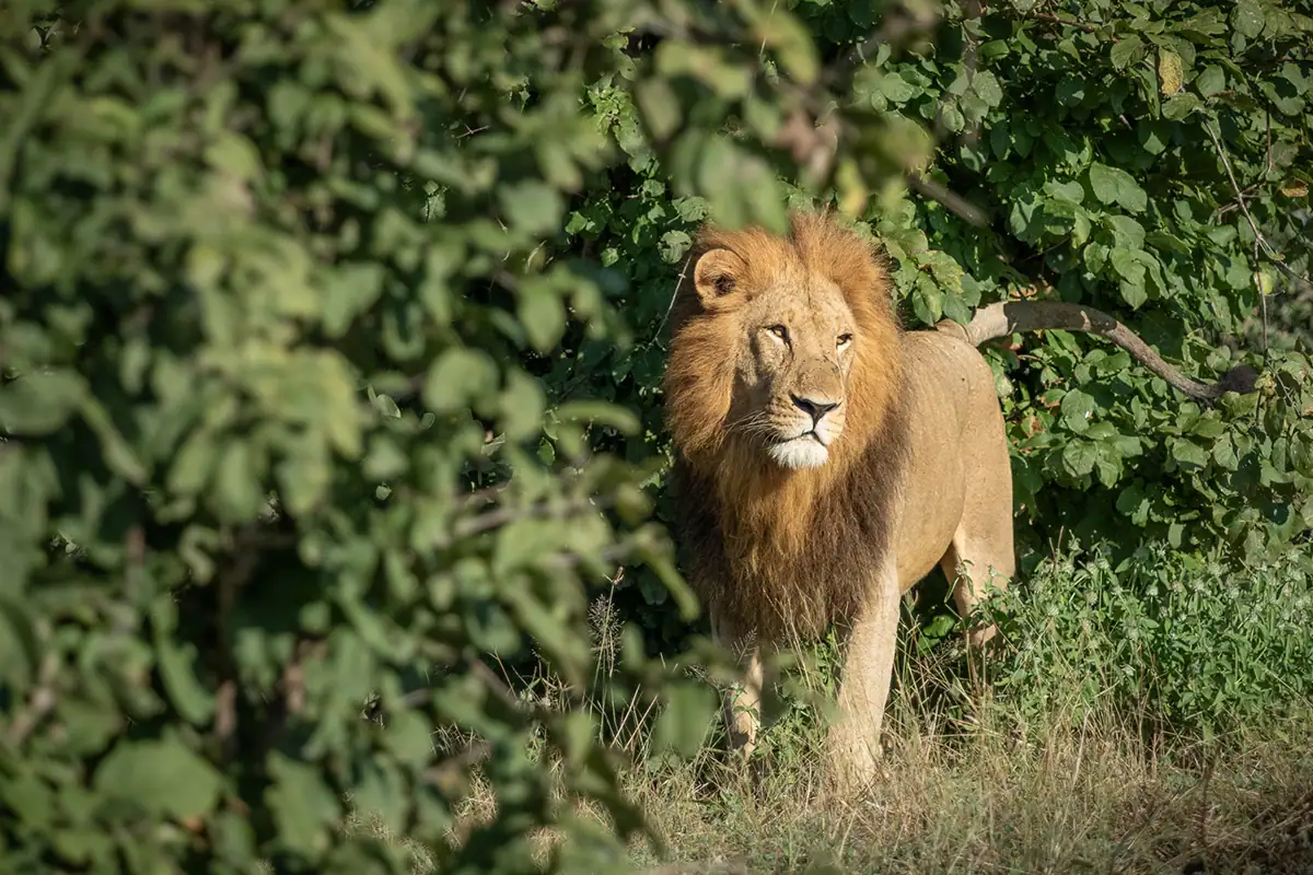 A lion among the trees and tall grass.