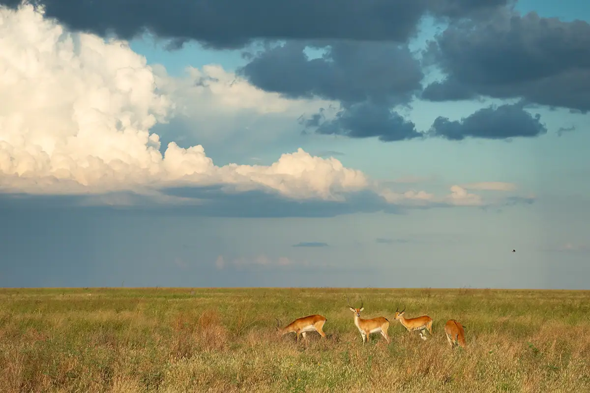 A small band of red lechwe crossing an open plain beneath storm clouds