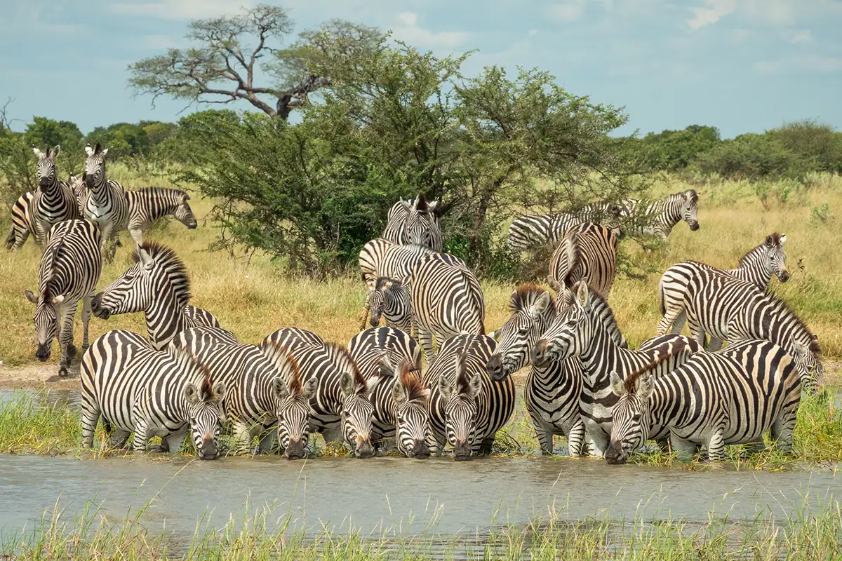 A herd of zebras in the wild drinking.