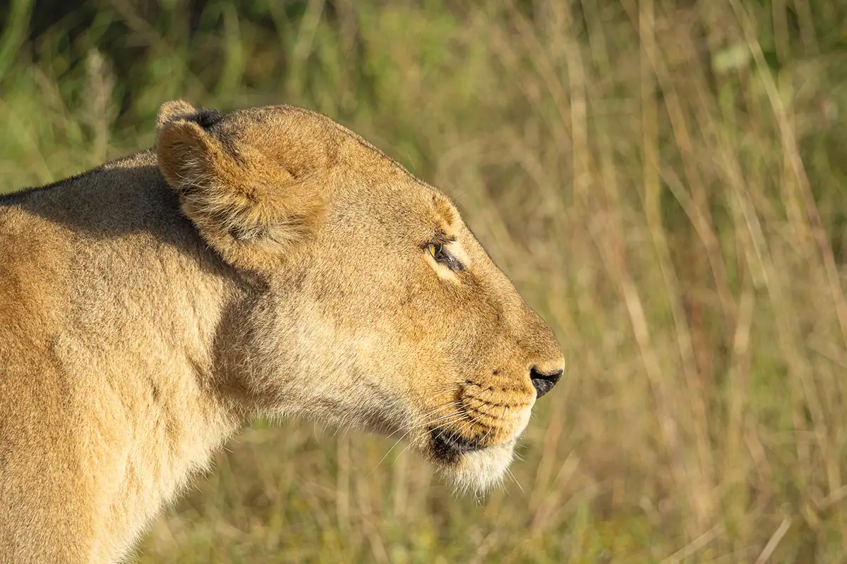 A close-up of a lion with vegetation blurred out in the background