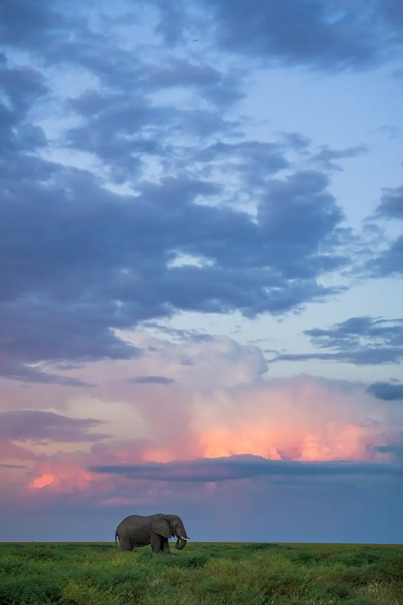 An elephant in the middle of a field with stormy colorful clouds above