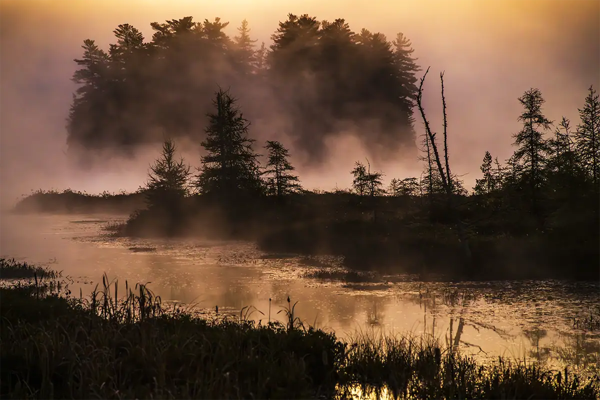 Warm golden-hour light shines through mist over trees and water.