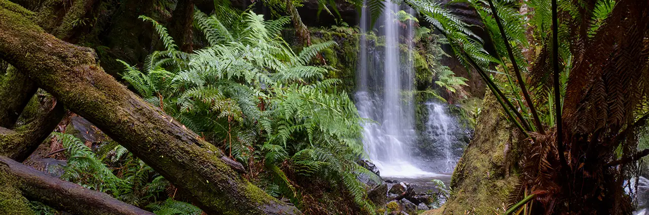 A waterfall flows through a lush forest with mossy trees and green ferns.