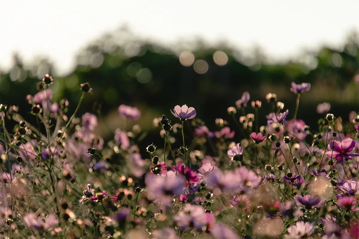 Pink wildflowers photographed with shallow depth of field and soft background bokeh.