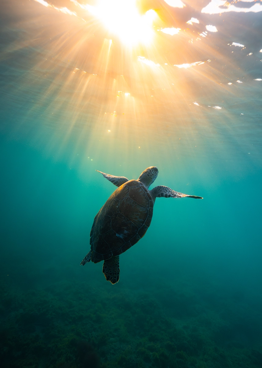 A sea turtle with sunbeams streaming down just after sunrise.