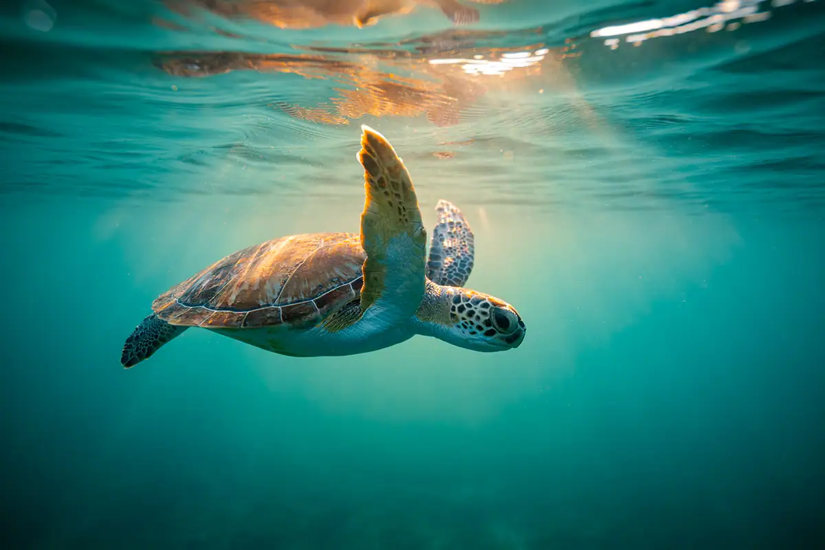 A sea turtle swimming underwater.