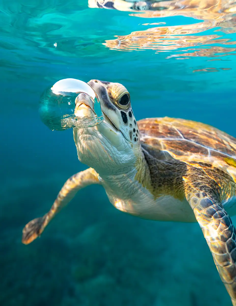 A sea turtle blowing a bubble