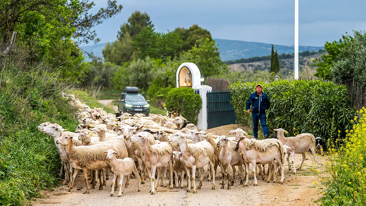 A flock of sheep crosses a rural road near Ronda in Andalusia, photographed with the Tamron 35-100mm F2.8 travel photography lens.