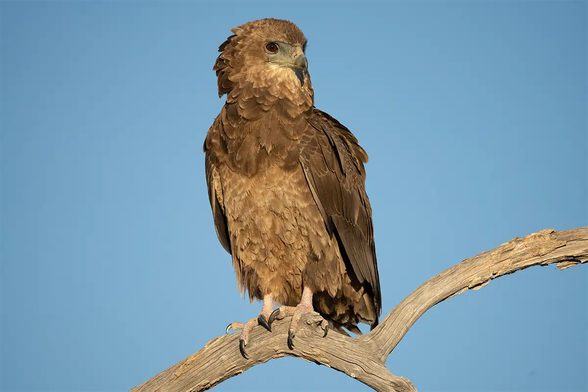 Wildlife photo captured with a Tamron telephoto zoom lens showing the reach needed for distant subjects.