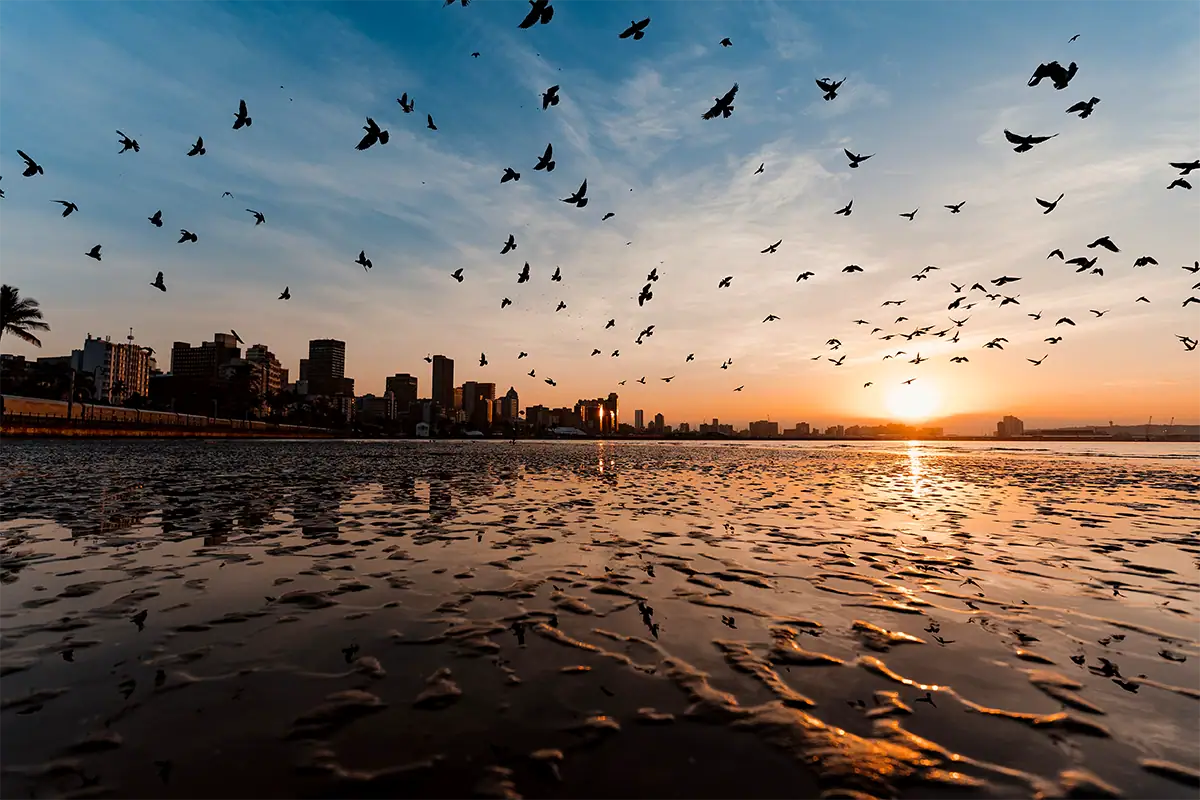 Flock of birds flying above a city shoreline at sunrise with golden reflections across wet sand.