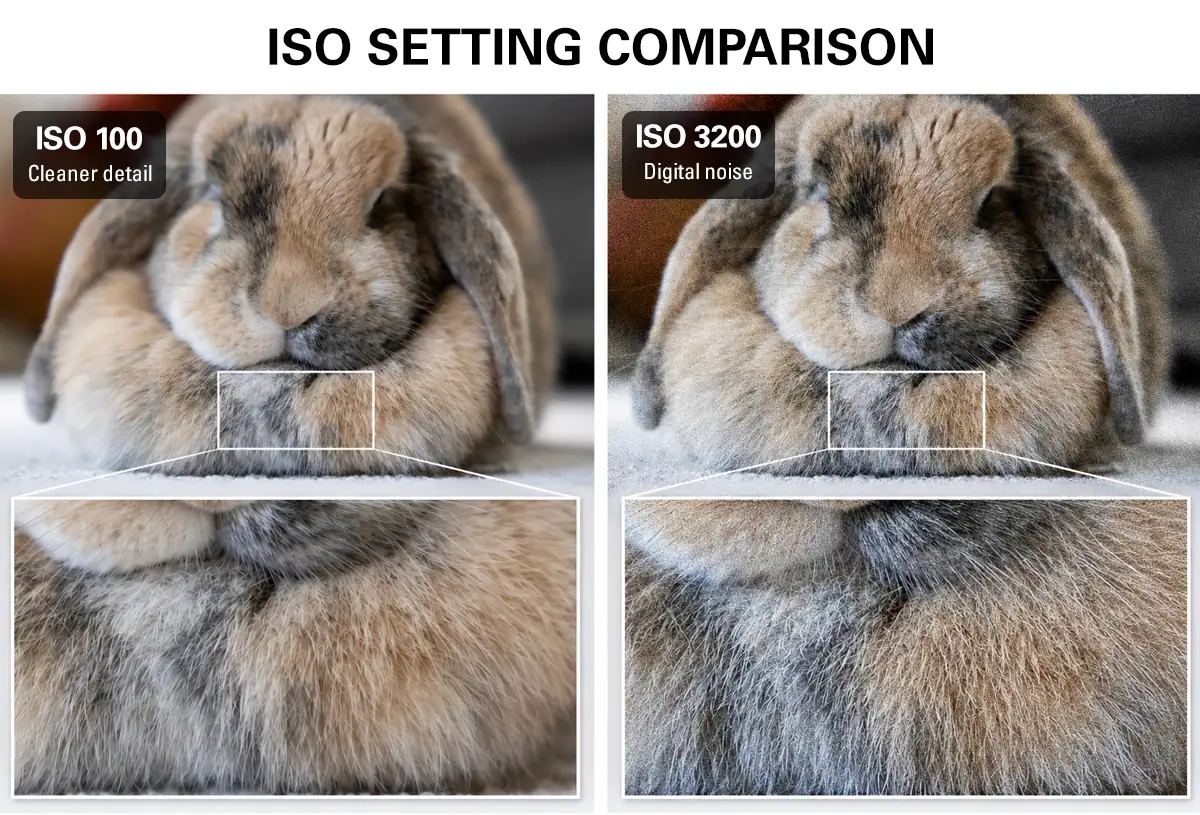 Side-by-side comparison of the same rabbit scene at ISO 100 and ISO 3200, with large inset crops showing cleaner fur detail at ISO 100 and more visible noise at ISO 3200.
