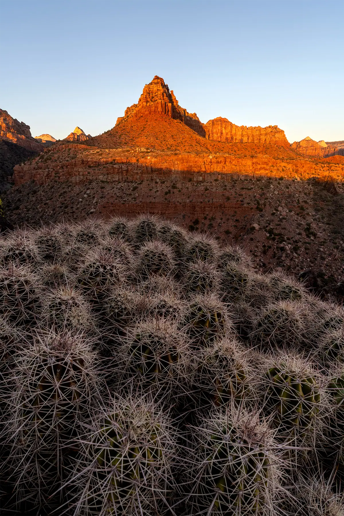Close-focus cactus in the Utah desert photographed with the Tamron 12-20mm F2.8.