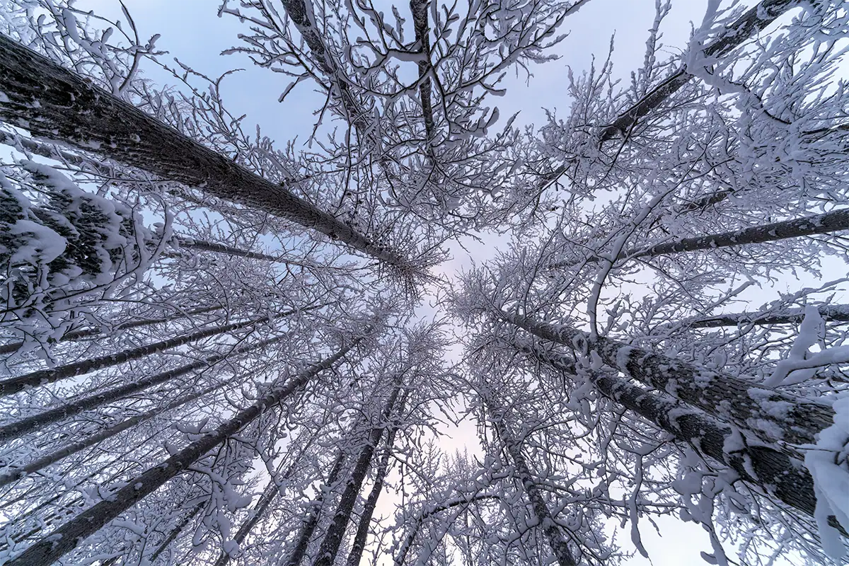 Snow-covered forest canopy photographed from below with the Tamron 12-20mm F2.8 ultra wide-angle lens.