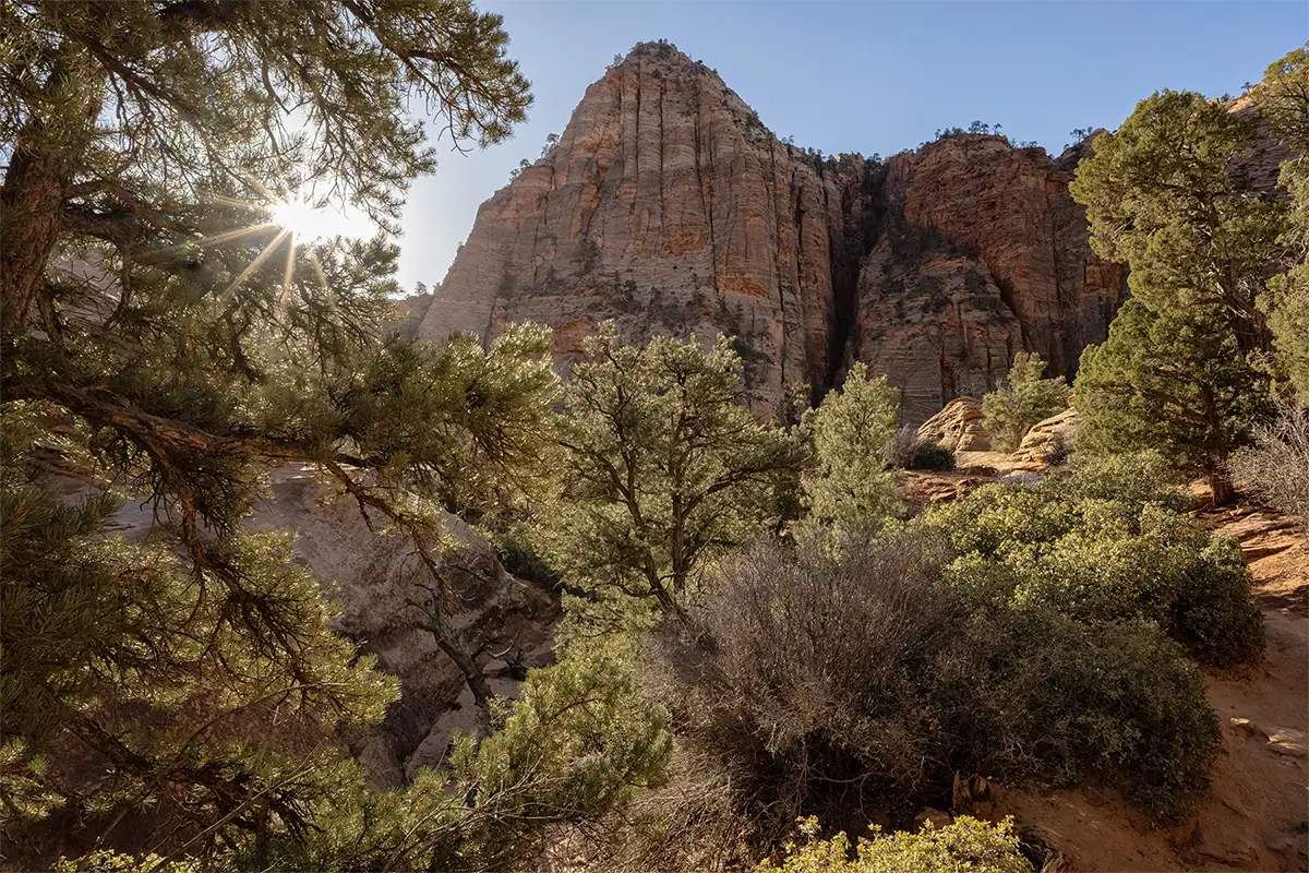 Sunburst shining through pine branches above sandstone cliffs and desert vegetation in Zion National Park.