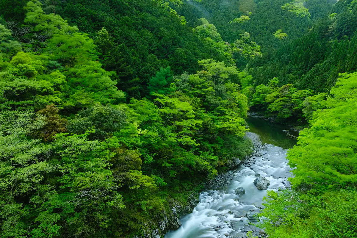 Lush green forest surrounding a flowing mountain river, photographed with the Tamron 17-70mm lens.