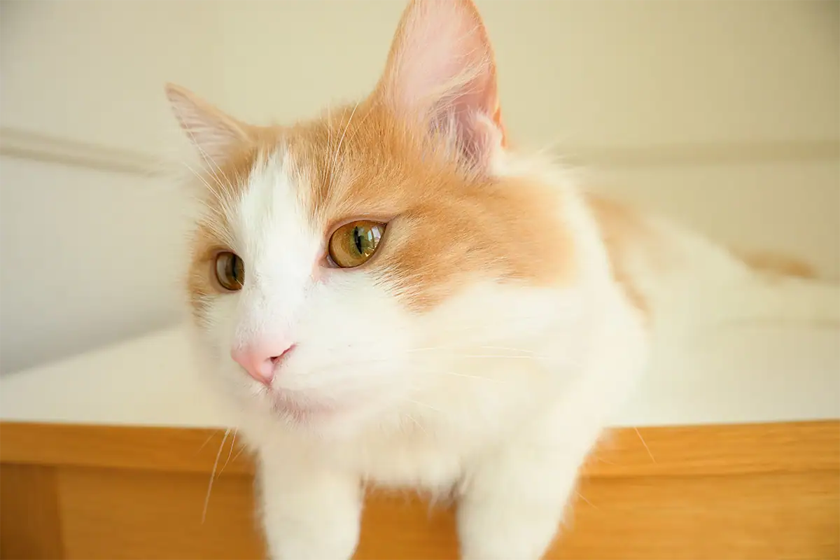 Close-up portrait of an orange-and-white cat photographed with the Tamron 18-300mm for Nikon Z mount.