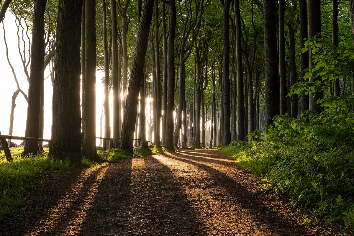 Sunlit forest path with long tree shadows creating strong leading lines and depth.