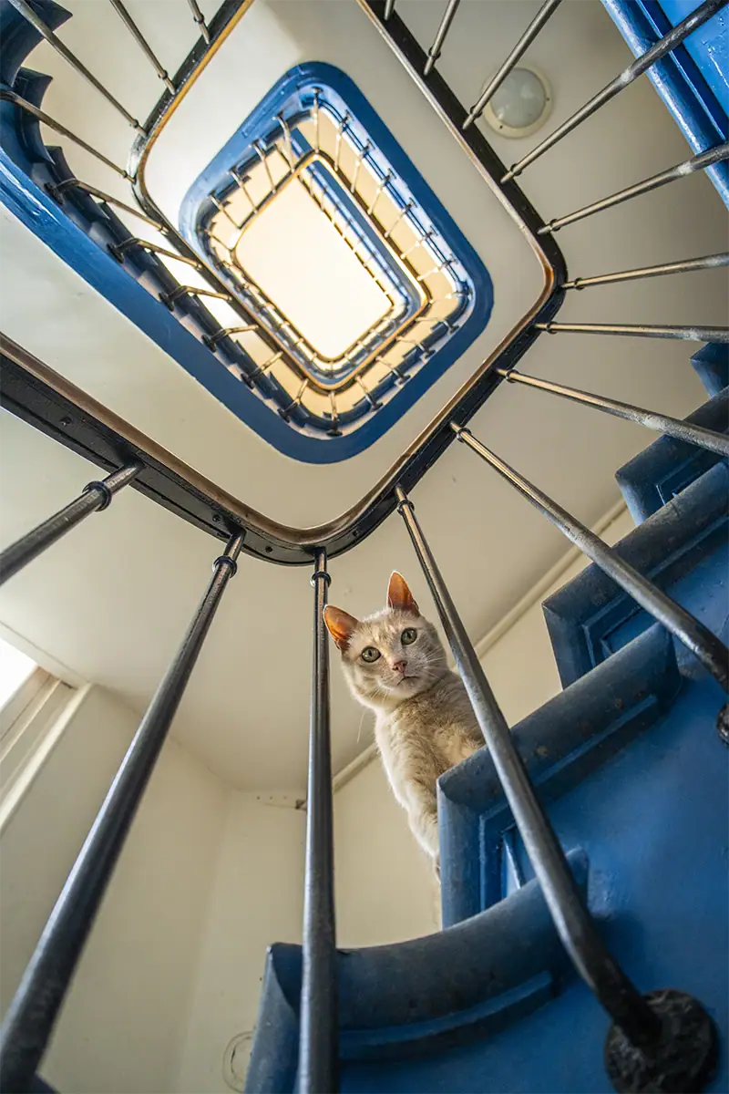 Cat looking down from a blue spiral staircase photographed from a dramatic low-angle perspective.