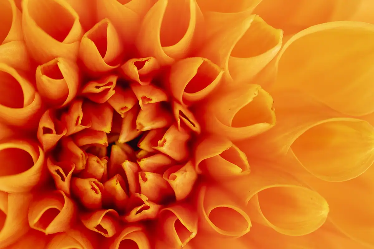 Fotografia macro em close-up extremo das pétalas alaranjadas enroladas e do centro detalhado de uma flor de dália.