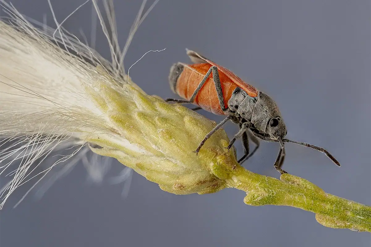 Fotografia macro com foco em camadas de um percevejo laranja e cinza em um caule de planta de cor clara, mostrando detalhes nítidos tanto no inseto quanto na superfície da planta.