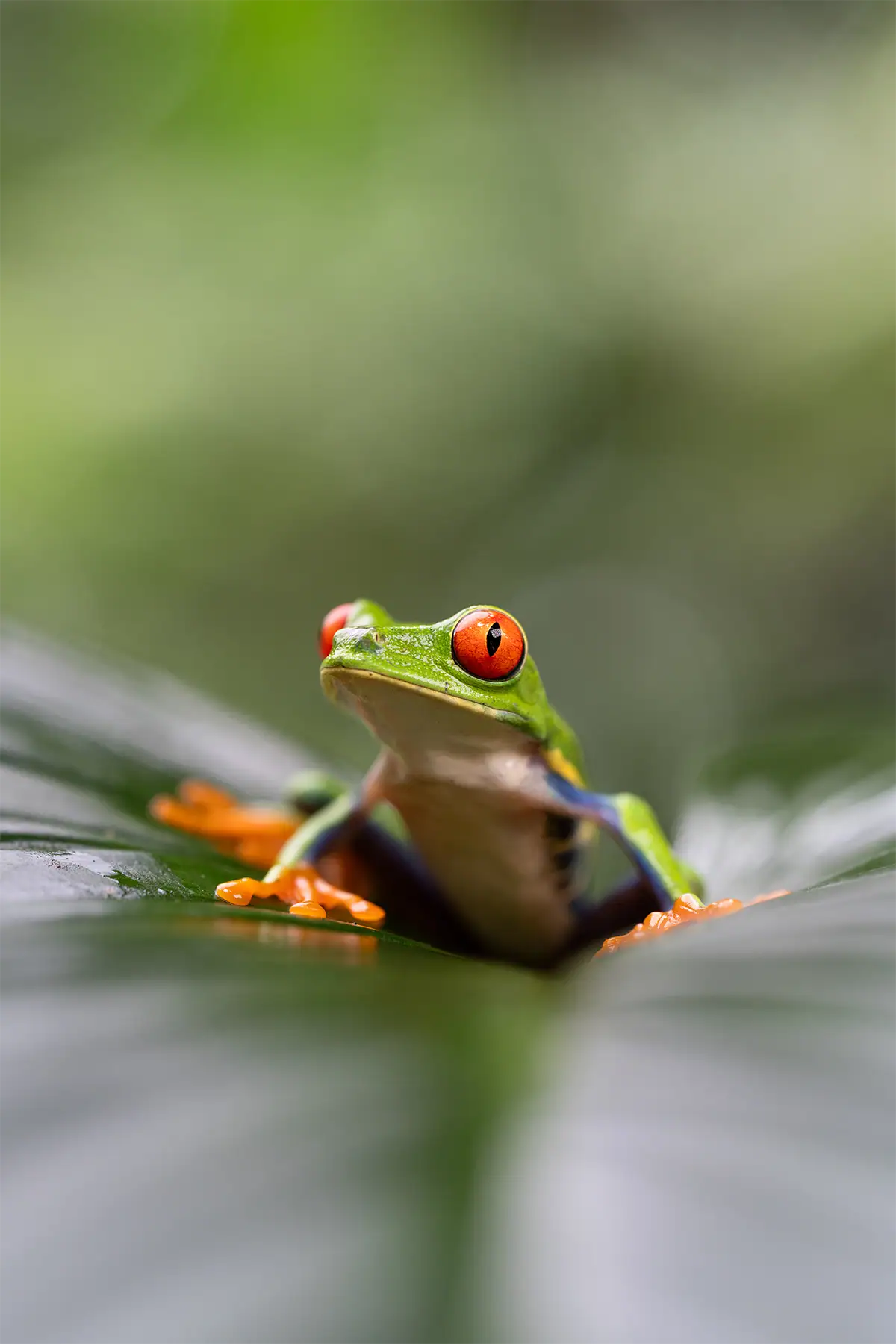 Fotografia macro ao nível dos olhos de uma rã-arborícola-de-olhos-vermelhos repousando sobre uma folha, com foco nítido em seus olhos vermelhos brilhantes e um fundo verde suavemente desfocado.