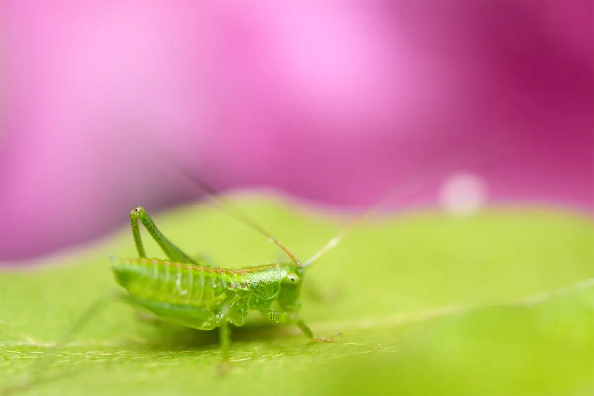 Fotografia em macro de um pequeno inseto verde sobre uma folha, iluminado por uma luz suave e difusa contra um fundo rosa e verde desfocado.