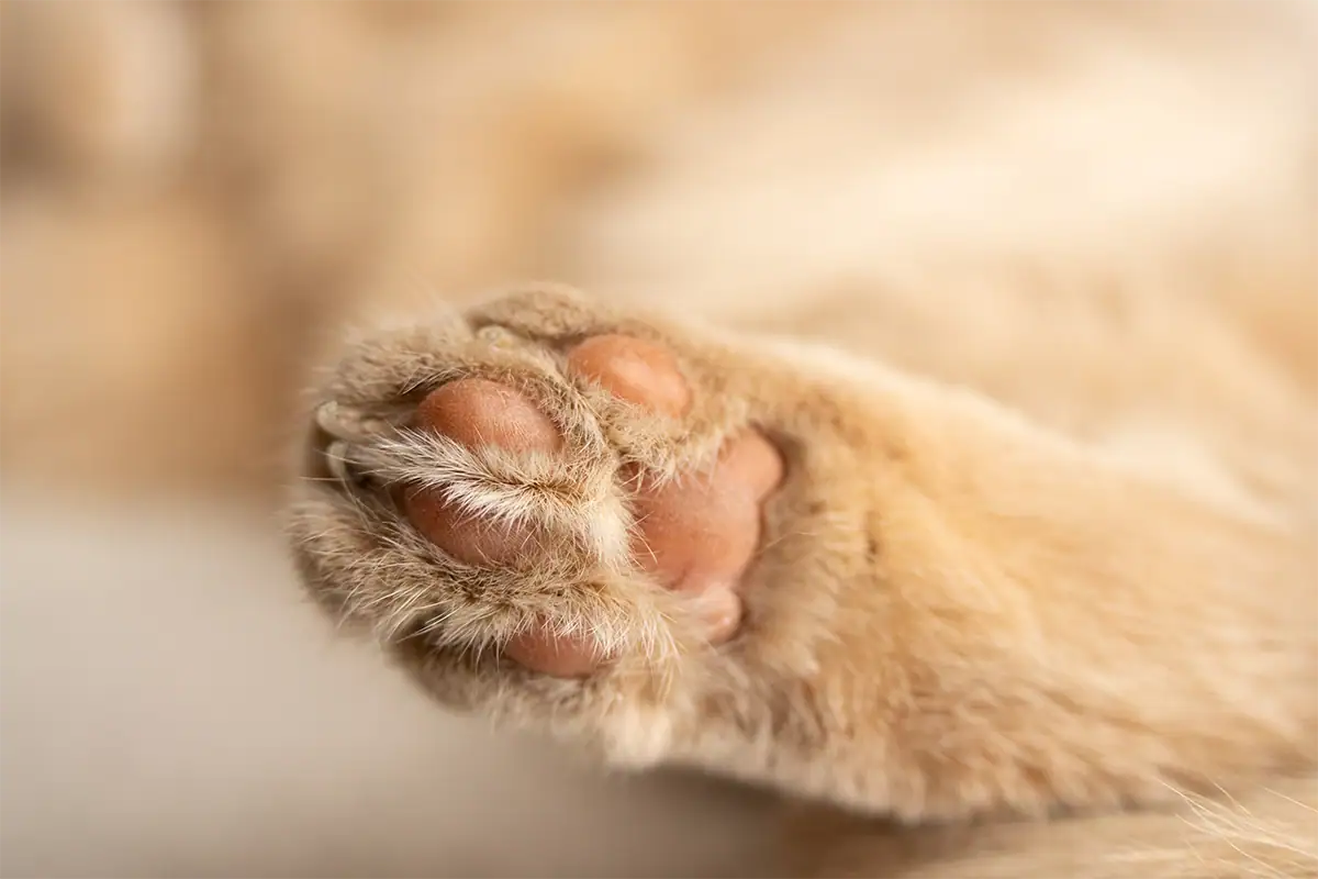 Fotografia macro em close-up da pata de um gato, com a almofada da pata dianteira e o pelo em foco nítido, ilustrando o controle preciso do foco na fotografia macro.