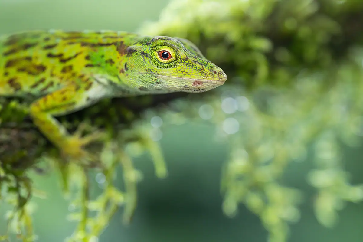 Fotografia macro em close-up de um lagarto verde descansando sobre musgo, ilustrando como uma maior distância de trabalho ajuda a fotografar objetos ariscos sem perturbá-los.