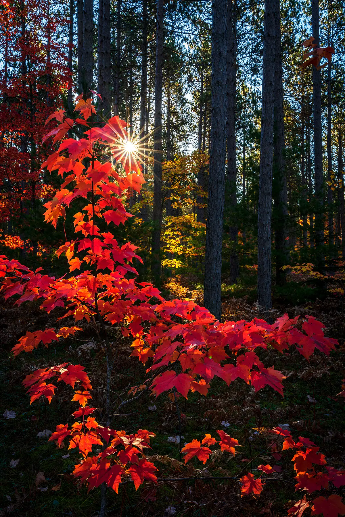 Sunlight creates a starburst effect through vivid red and orange autumn leaves in a forest landscape.
