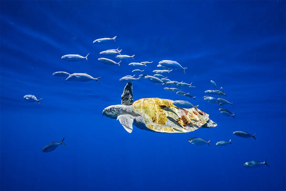 Fotografia subaquática em grande angular de uma tartaruga marinha nadando em águas de um azul profundo, cercada por um cardume de peixes.