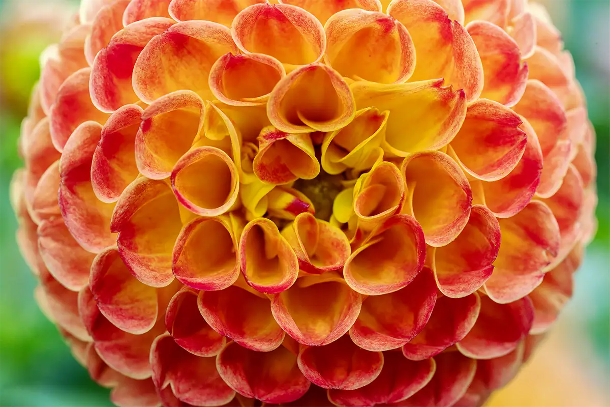 Macro close-up of a vibrant orange and red dahlia flower showing intricate curled petals and fine detail.