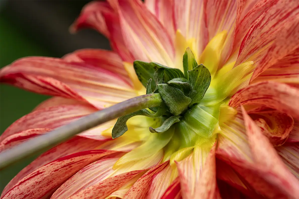 Fotografia macro autêntica que mostra um close-up da parte inferior de uma flor de dália vermelha e amarela, com ampliação em tamanho real.