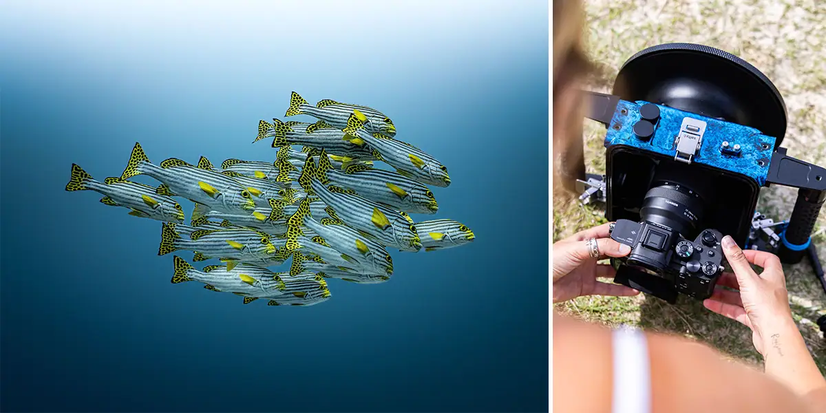 Split image showing an underwater photo of a school of fish and a camera with a Tamron lens installed in an underwater housing.