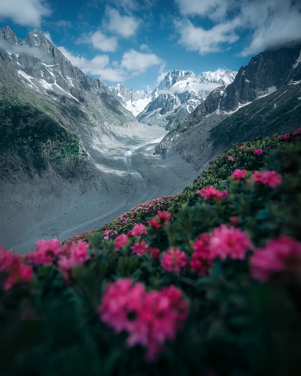 Flores silvestres de Chamonix nas montanhas