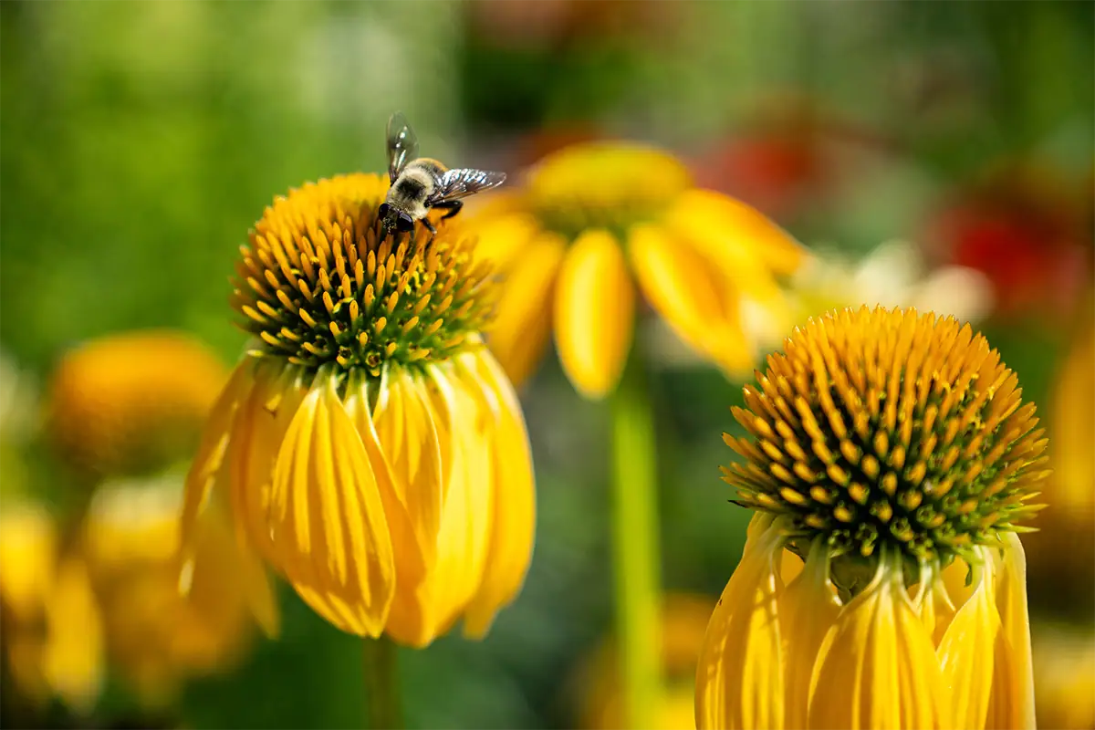 Bee gathering pollen from a yellow coneflower against a softly blurred green and yellow background.