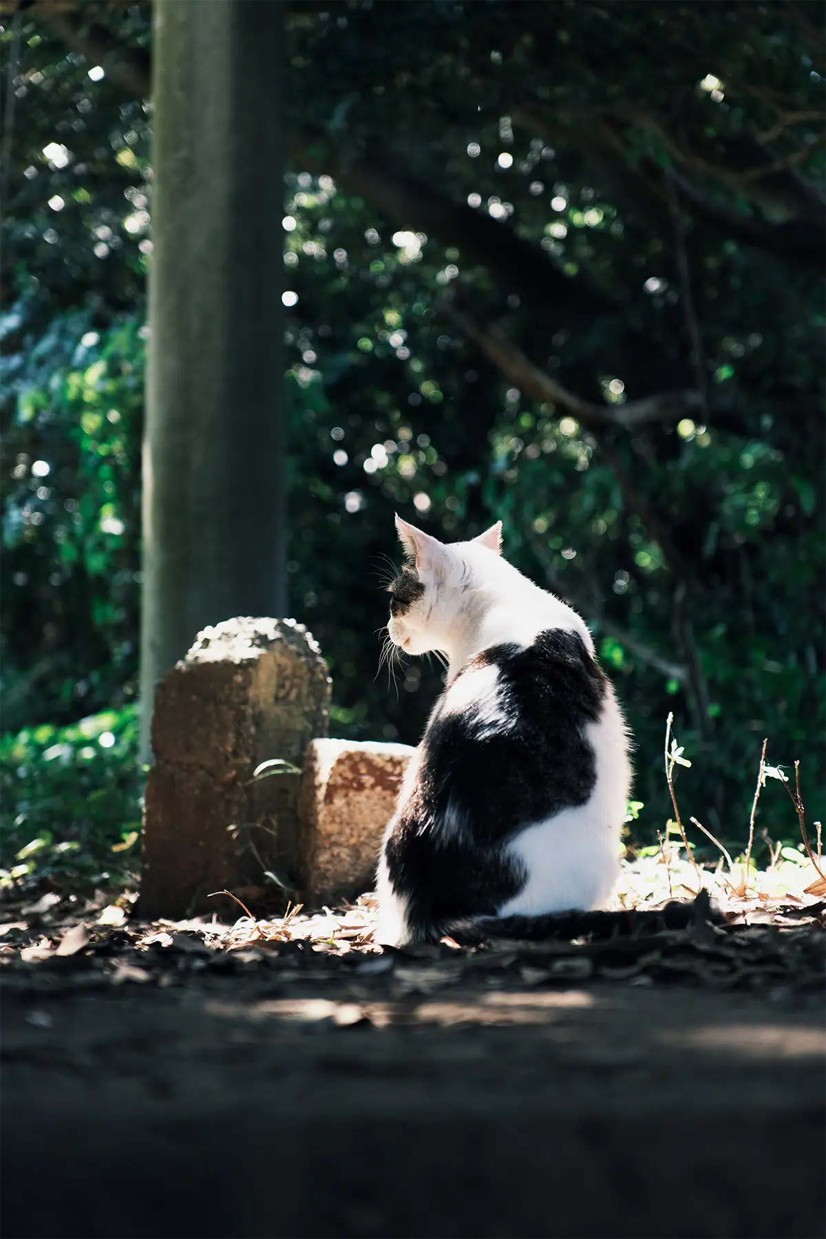 Black-and-white cat sitting in a patch of sunlight with a dark leafy background and soft circular highlights.