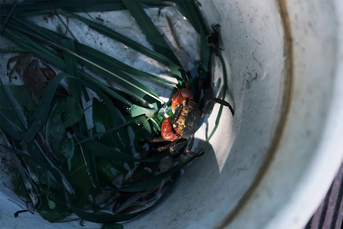 Small red-clawed crab photographed close-up among green leaves inside a pale container.