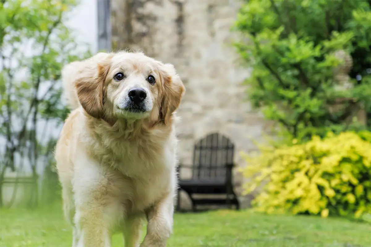 Golden retriever moving through a green garden on an overcast day.