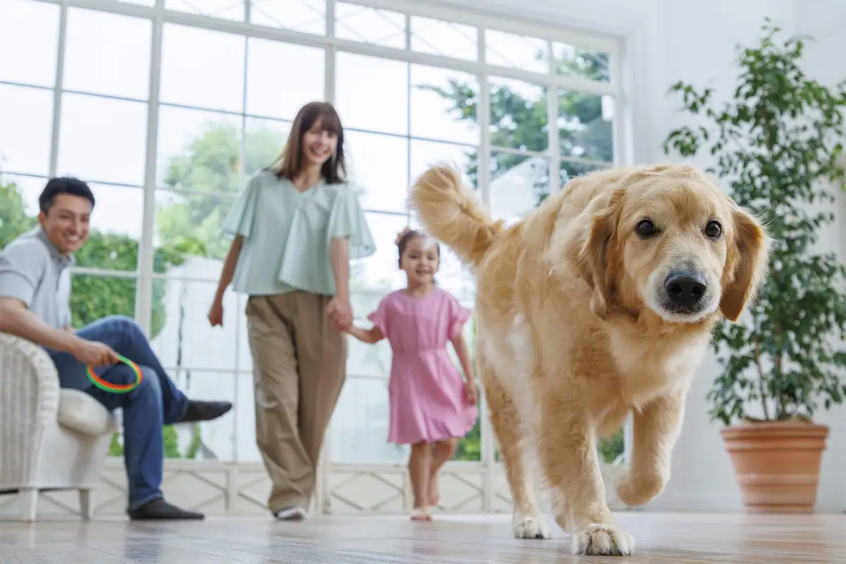 Golden retriever walking toward the camera with parents and their daughter interacting in a bright room behind it.