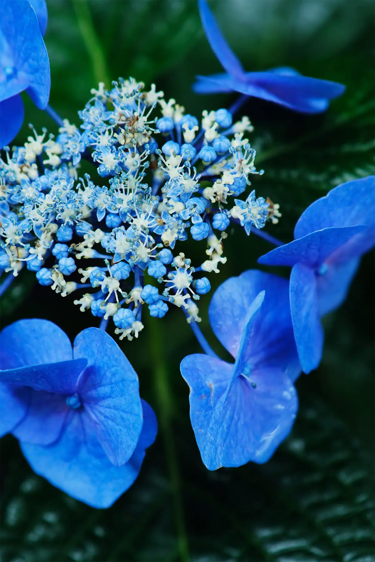Close-up of blue hydrangea blossoms covered with moisture against a dark green background.