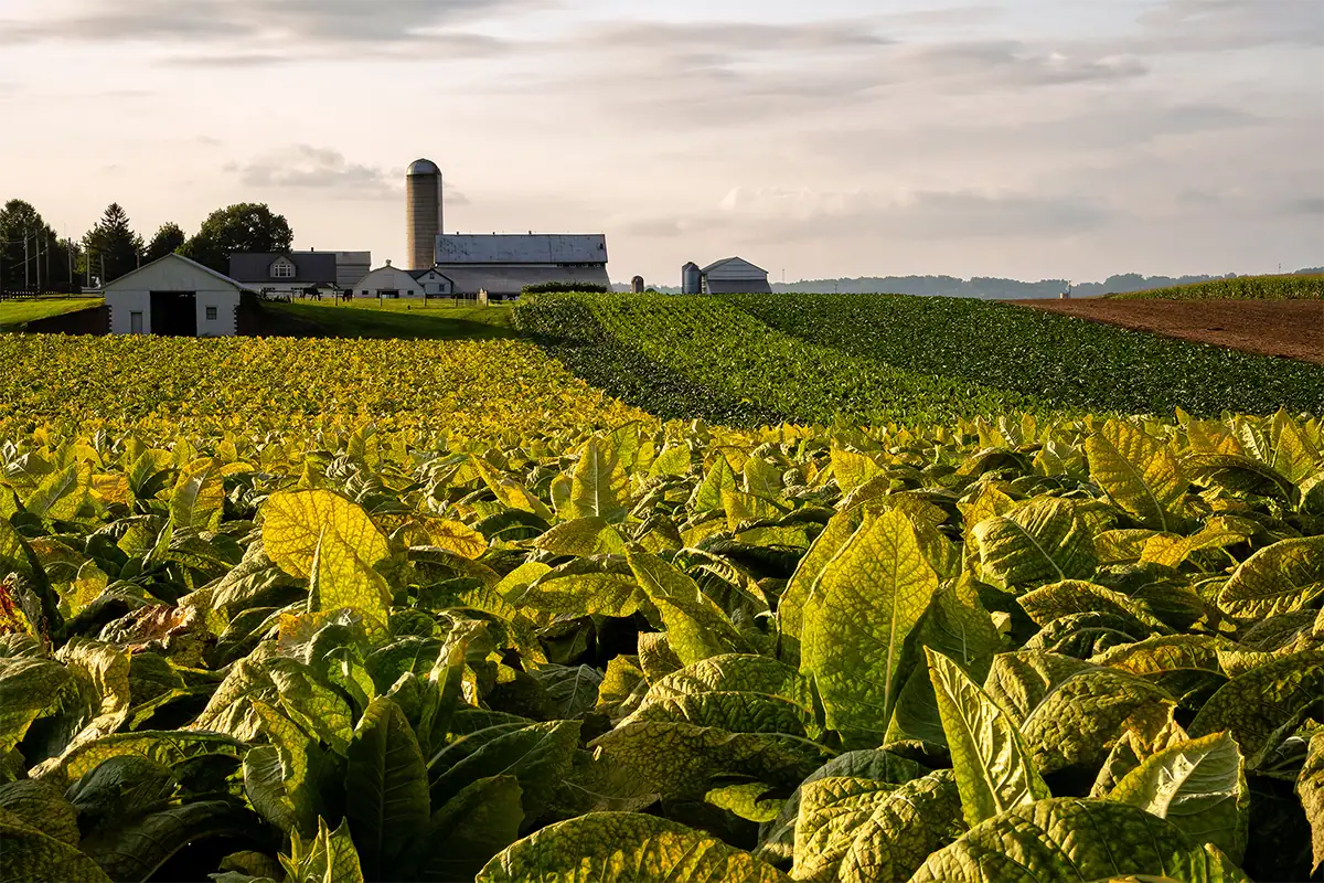 Sunlit crop rows leading toward a white farmhouse, barn, and silo in Lancaster County, Pennsylvania.