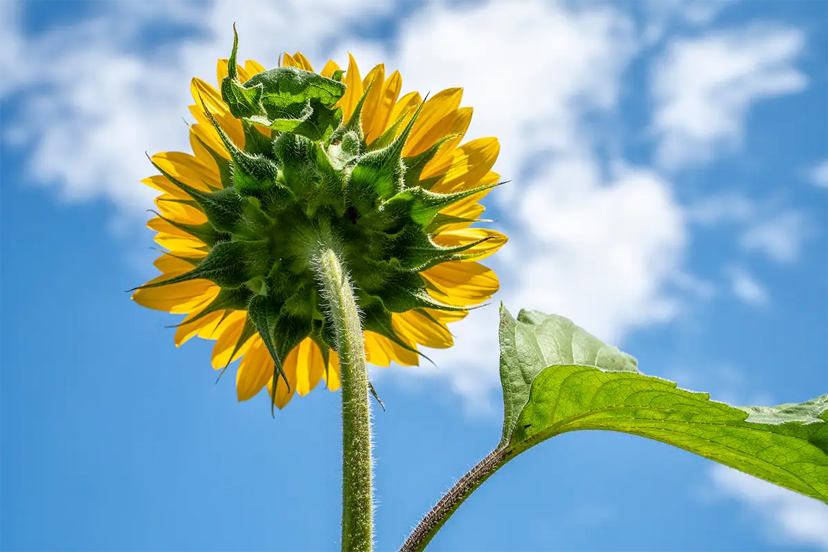 Back of a yellow sunflower moving in the breeze against a bright blue sky with white clouds.