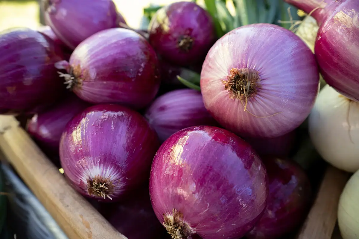 Close view of glossy red onions piled in a wooden bin at a Vermont farmers market.