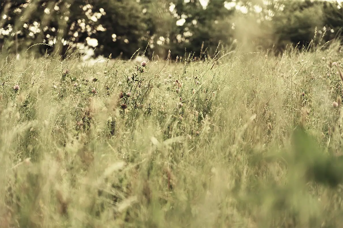 Small wildflowers surrounded by softly blurred grasses in warm natural light.