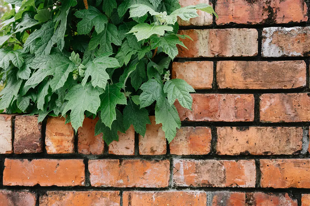 Green leaves cascading over a textured red brick wall, photographed at 29mm with the Tamron 20-40mm F2.8.