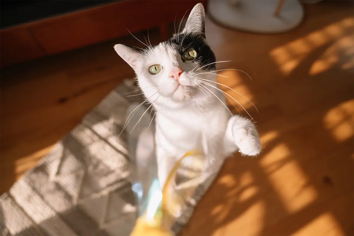 Black-and-white cat reaching toward a toy in warm window light, photographed at 20mm with the Tamron 20-40mm F2.8.