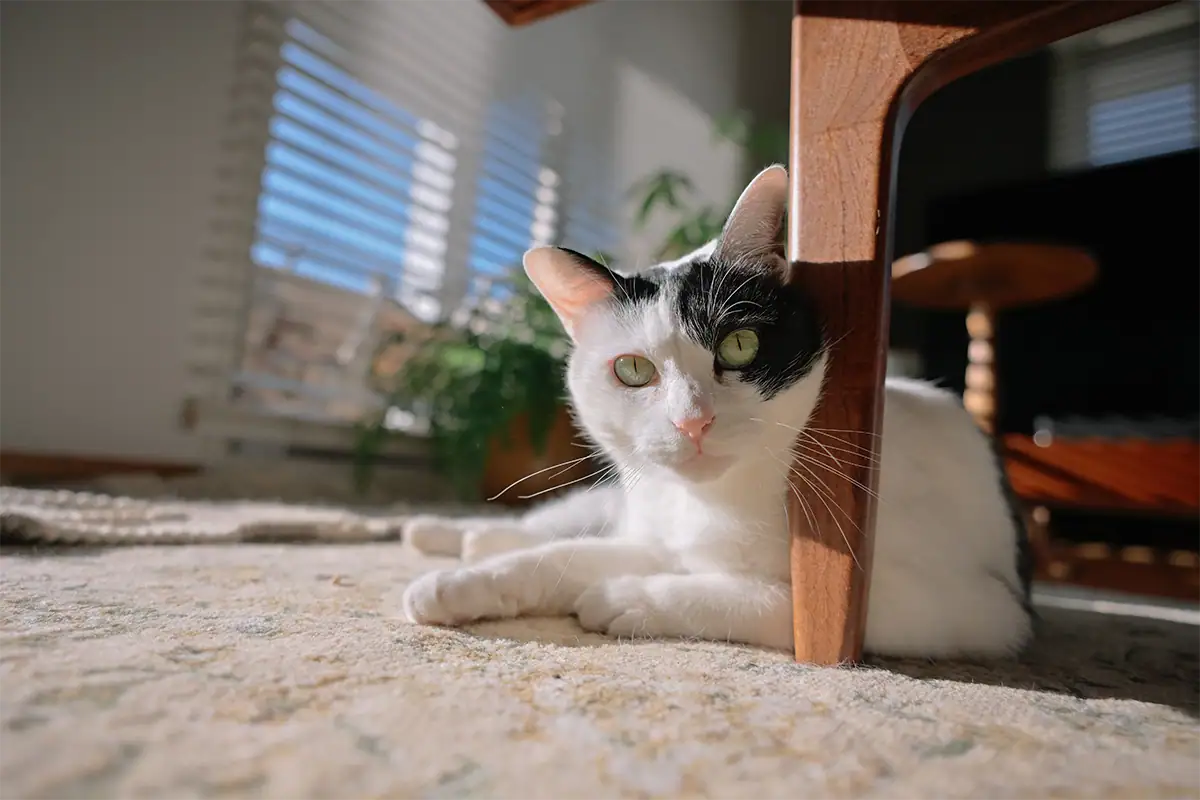 Black-and-white cat resting under a wooden table in sunlight, photographed at 20mm F2.8 with the Tamron 20-40mm F2.8.