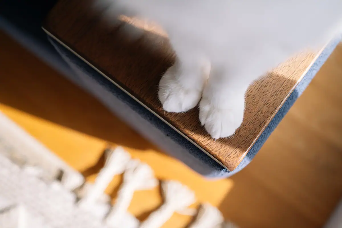 Close-up of a white cat&rsquo;s paws resting on wooden furniture with a softly blurred background, photographed at 40mm F2.8.