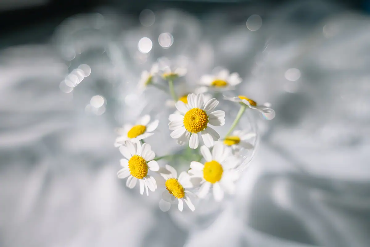 Small white daisies with yellow centers surrounded by soft circular bokeh, photographed close at 20mm F2.8.