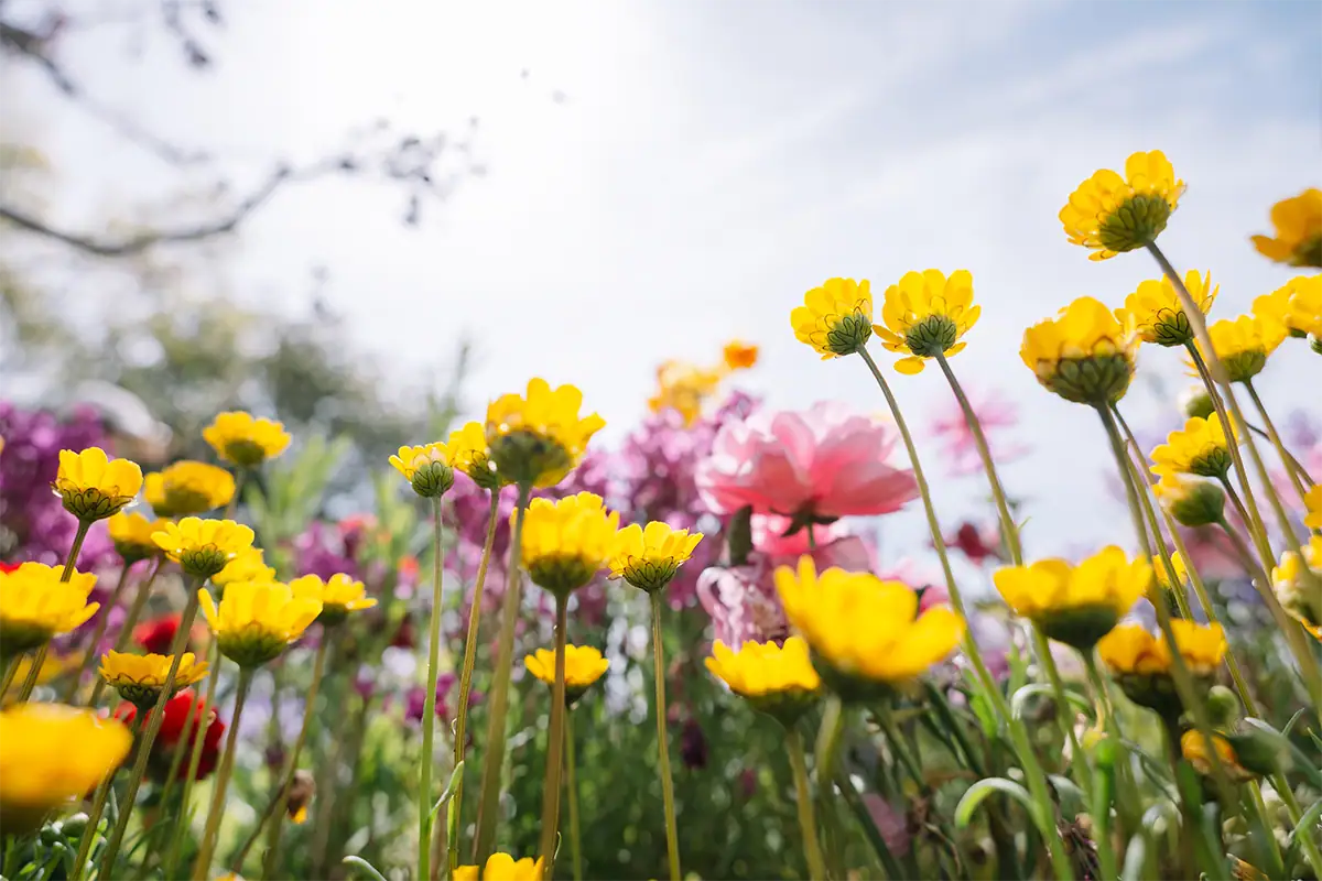Low-angle view through yellow and pink flowers toward a bright sky, photographed at 20mm with the Tamron 20-40mm F2.8.